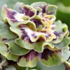 Auricula Fiddlers Green - abriachan nurseries